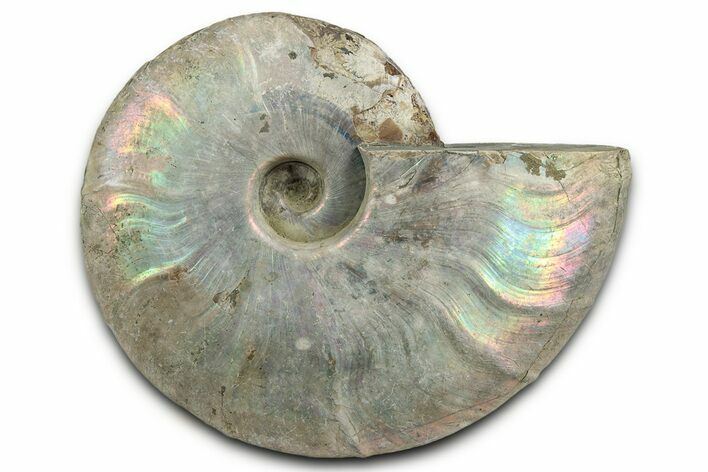 Silver Iridescent Ammonite (Cleoniceras) Fossil - Madagascar #344161
